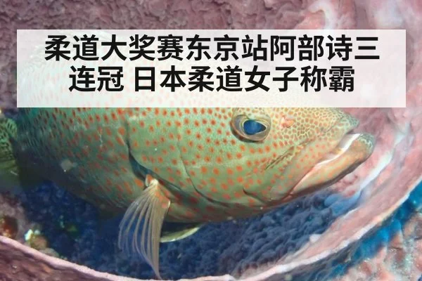 柔道大奖赛东京站阿部诗三连冠 日本柔道女子称霸